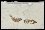 Bargain, Cretaceous Fossil Fish (Armigatus) - Lebanon #110845-1